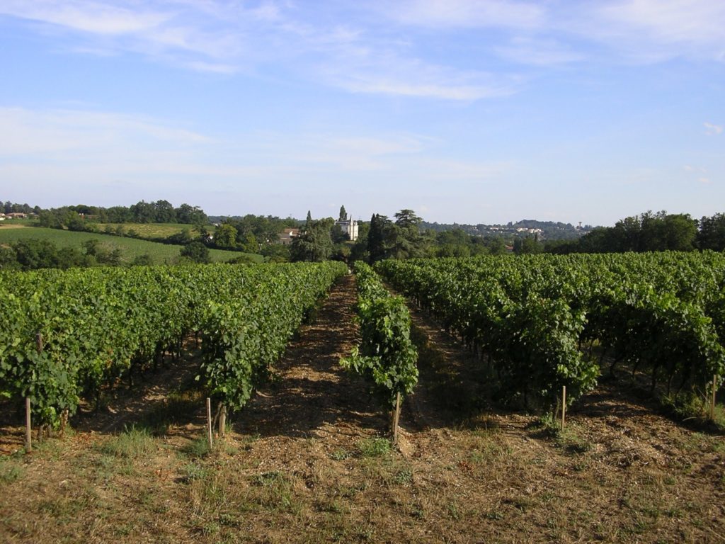 Vignes bio du Château le Parvis de Dom Tapiau