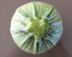 Courgettes rondes farcies végétariennes