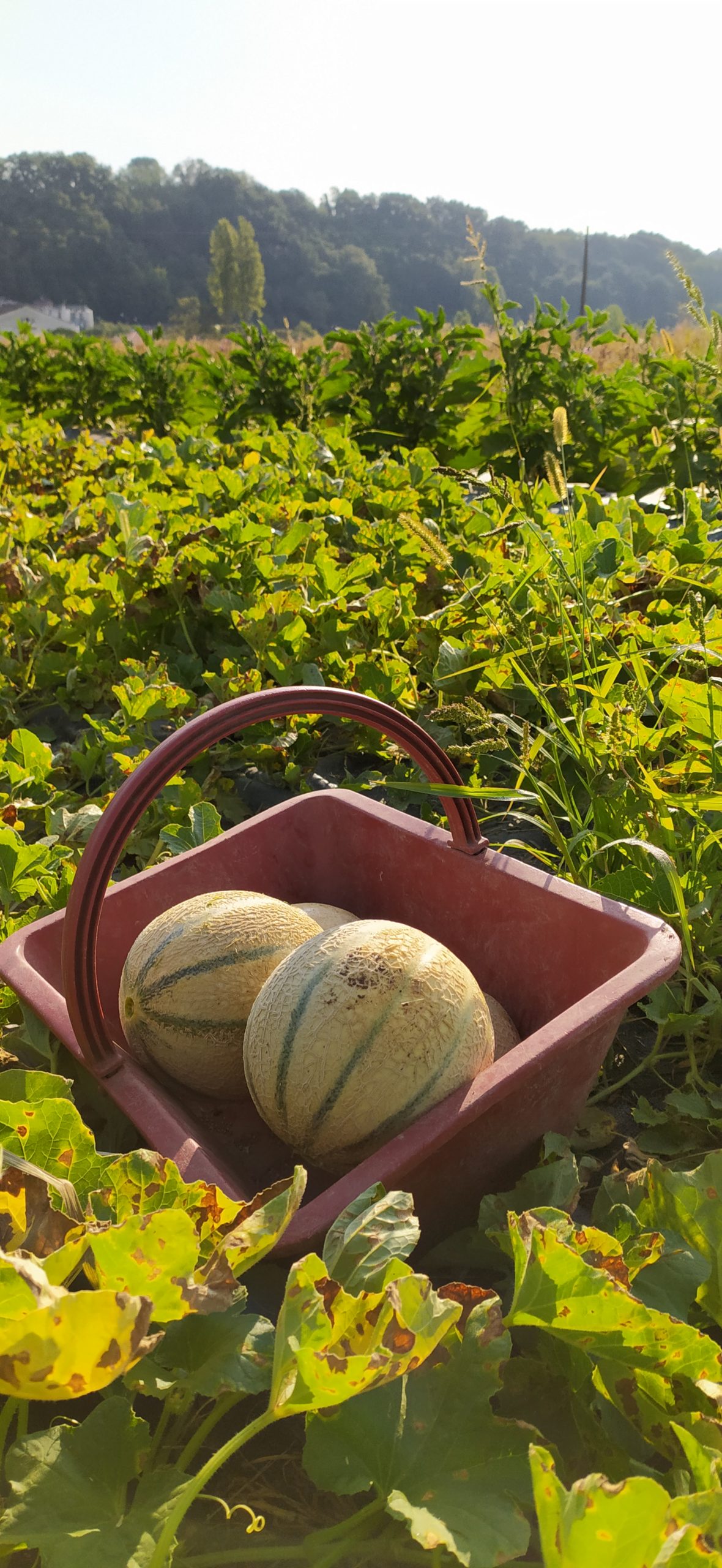 « Ce n’est plus de saison ! »