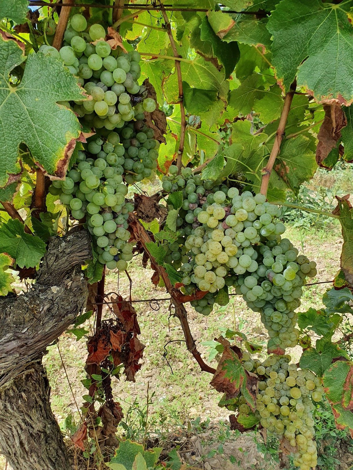 Vendanges Bordeaux Blanc