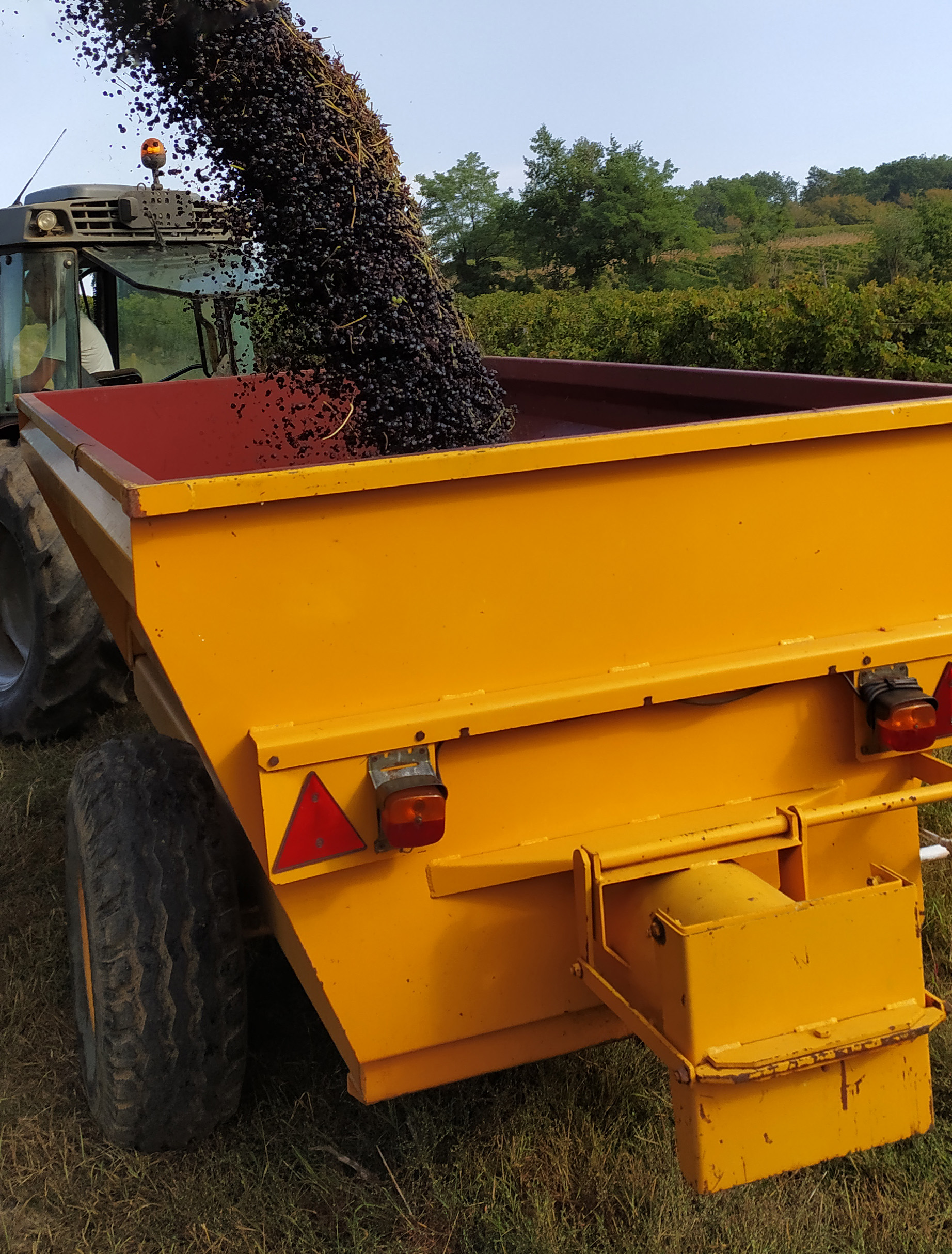 Vendanges Merlot 2020 au Château le Parvis de Dom Tapiau à Camblanes et Meynac