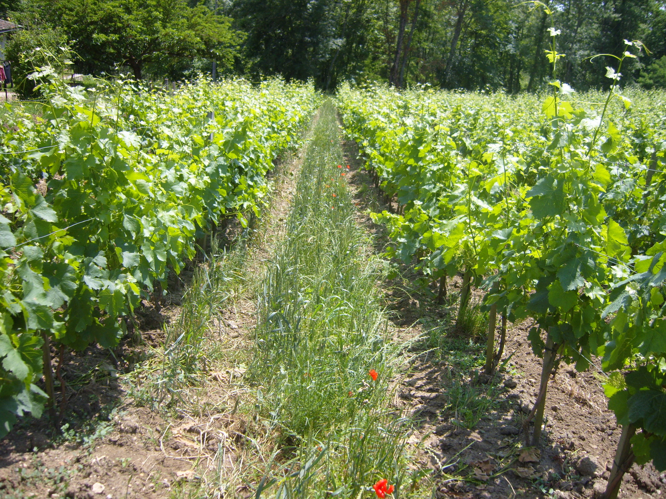 Rangs de vignes bio du Château le Parvis de Dom Tapiau