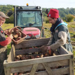 Ramassage de patate douces