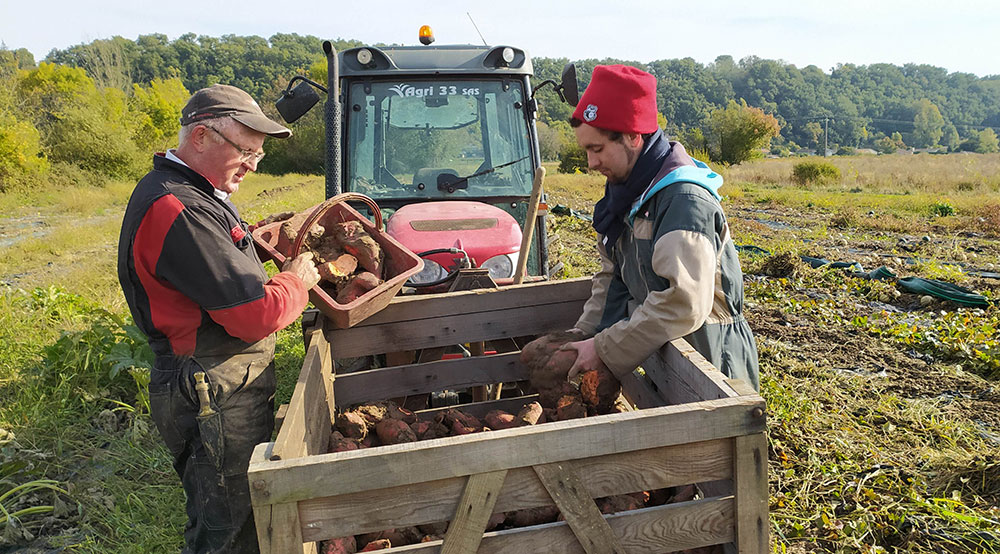 Ramassage des patates douces