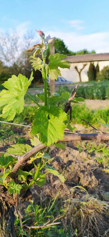 Développement des rameaux de vigne