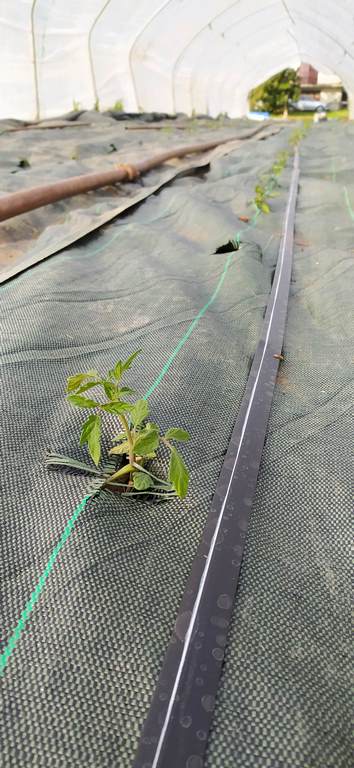 Plantation des tomates sous serre