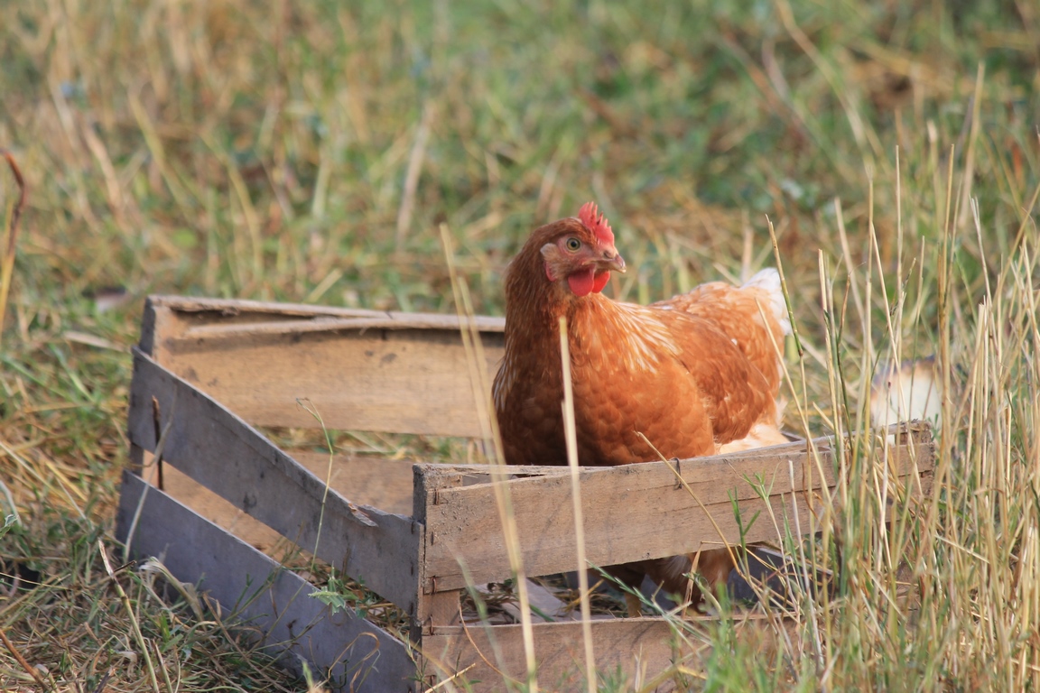 Poule en caisse