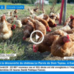 aperçu du reportage sur les poules du chateau le parvis à camblanes et meynac en gironde