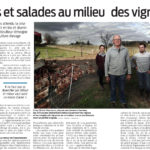 Poules et salades aumilieu des vignes - article Sud Ouest du 21 mars 2021