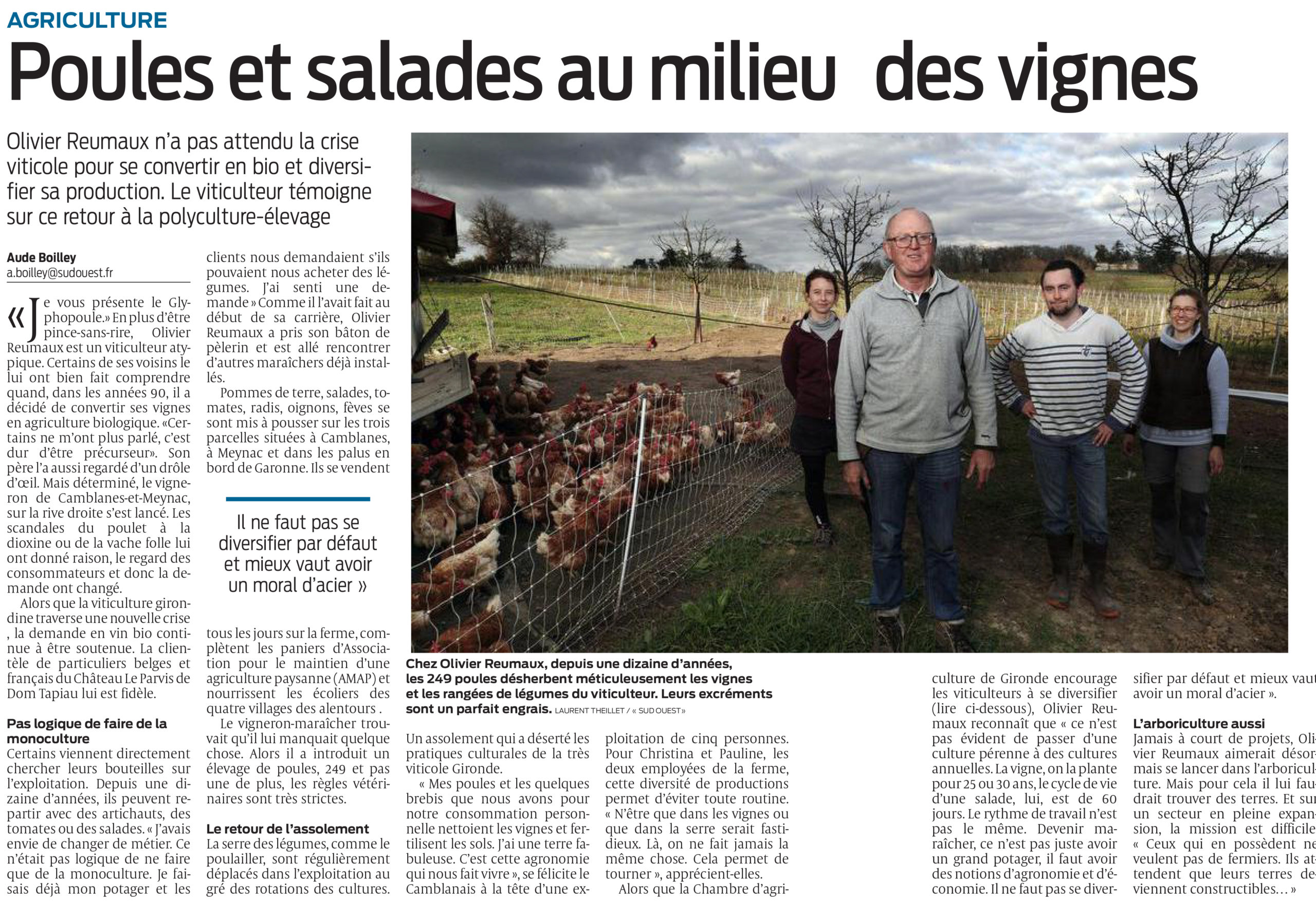 Poules et salades au milieu des vignes