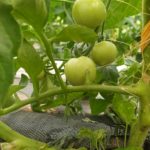 A vos pronostics ! A quand la première tomate rouge ?