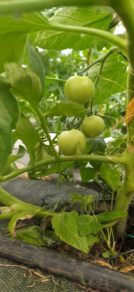 A vos pronostics ! A quand la première tomate rouge ?