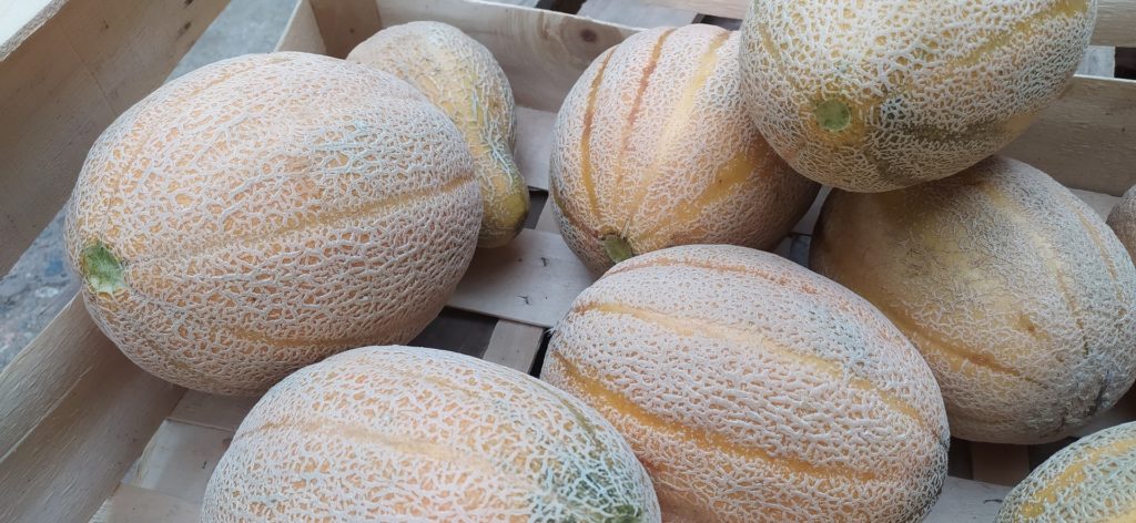 Melon Retato Degli Ortolani