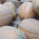 Melon Retato Degli Ortolani