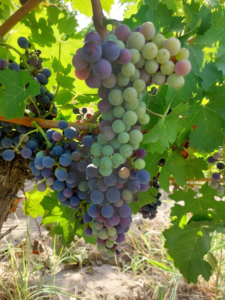 Véraison de la vigne