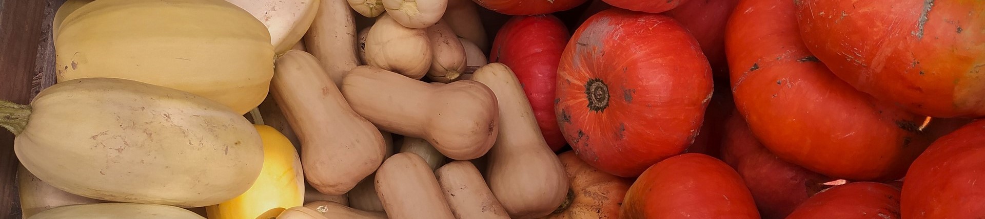 Ramassage des courges