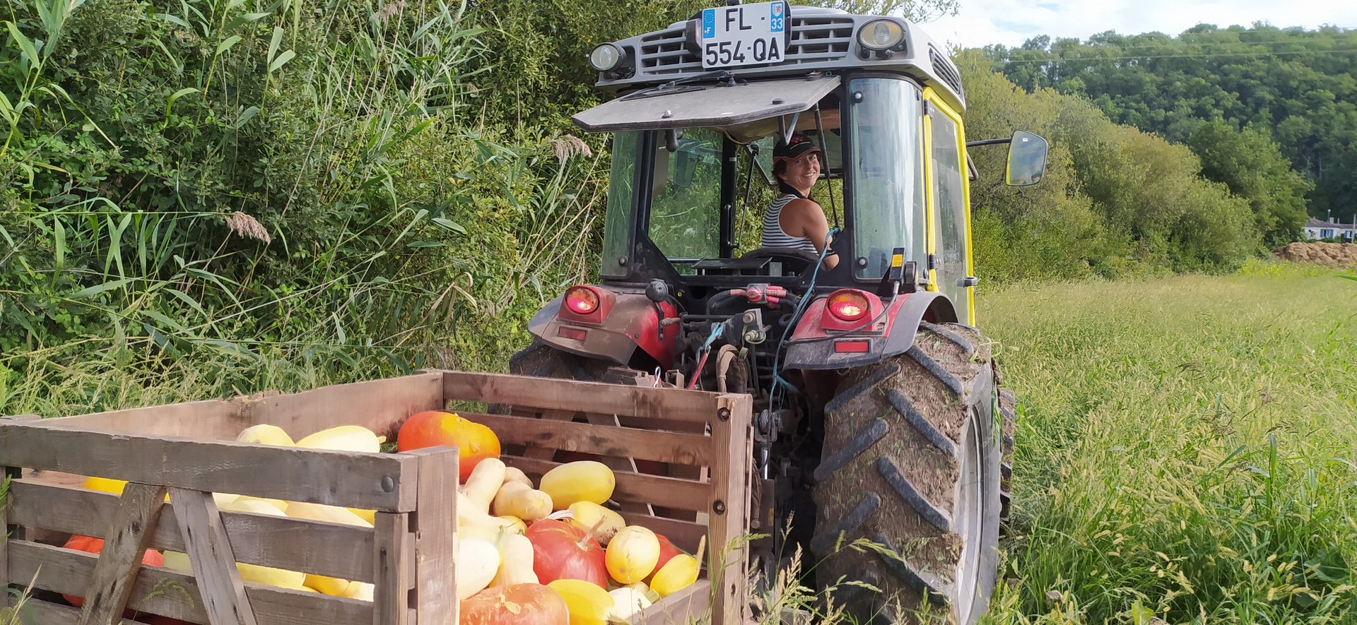 Récolte des courges tracteur