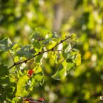 Branche de vigne en automne au Château le Parvis