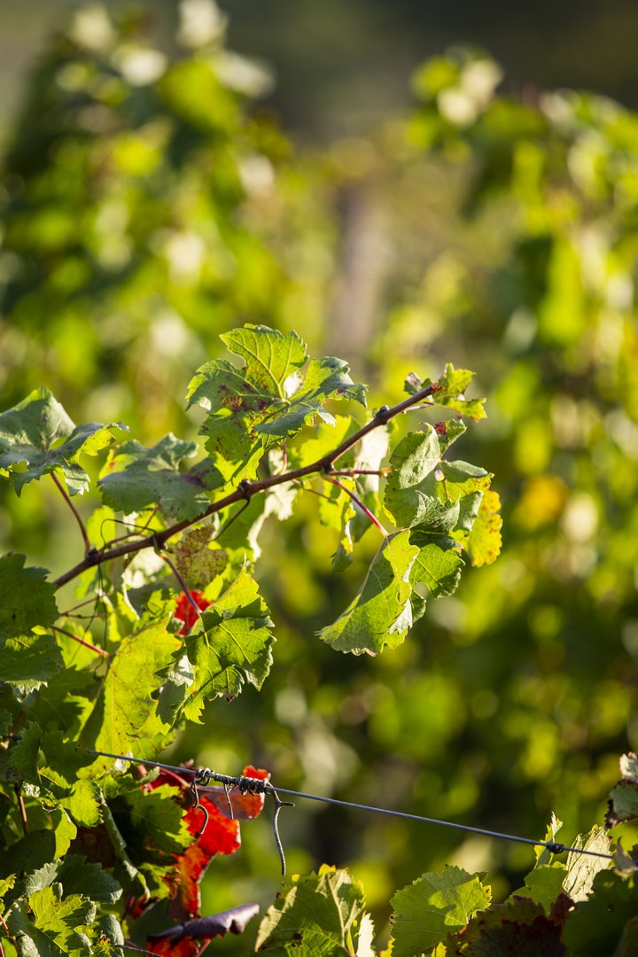Branche de vigne en automne au Château le Parvis
