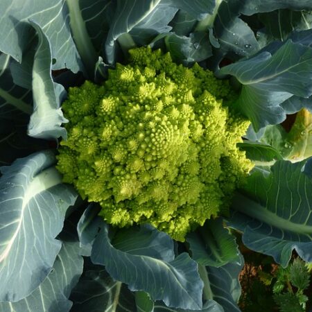 Chou romanesco