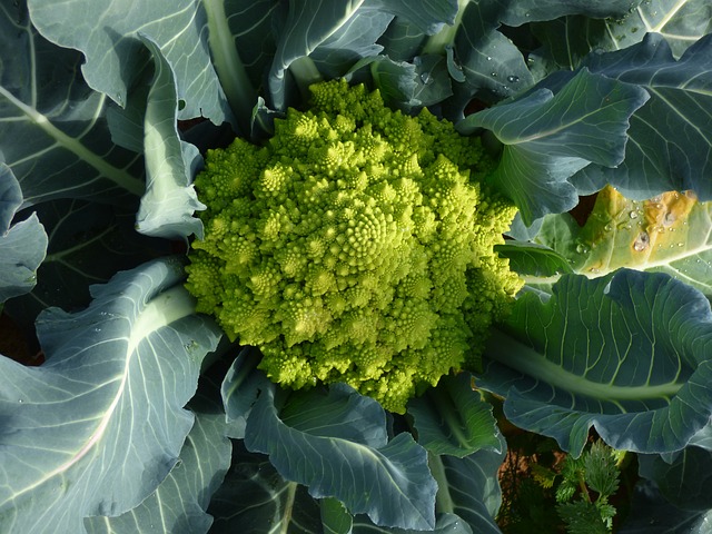 Gratin de chou romanesco à la béchamel