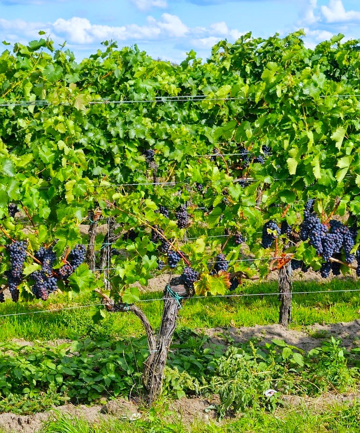 Le temps des vendanges et de la vinification