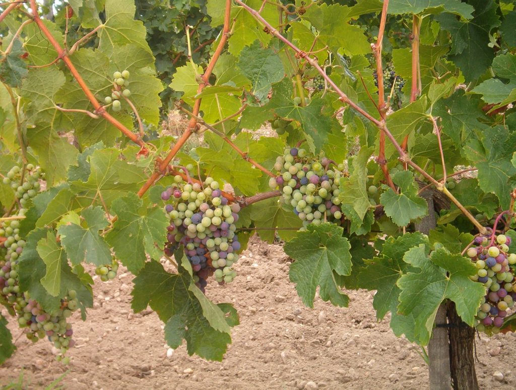 Véraison de la vigne