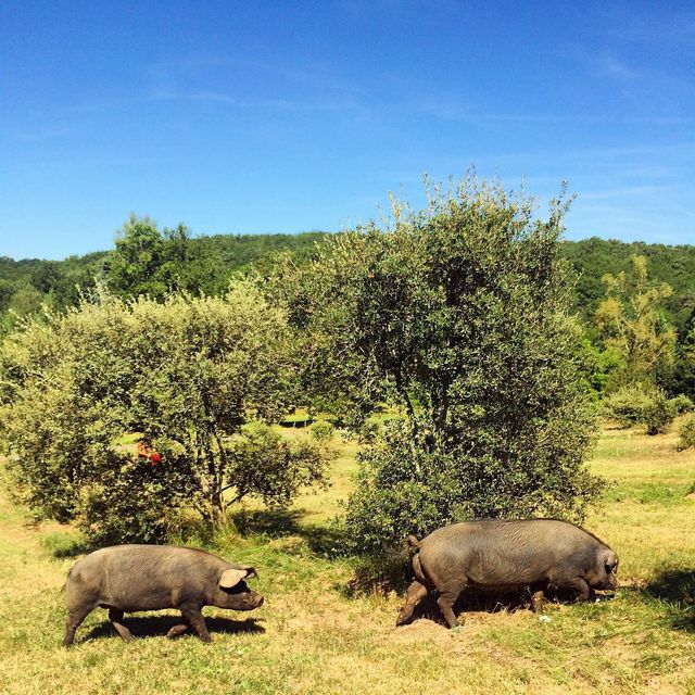 Cochons noirs gascons du Domaine de Lavernelle