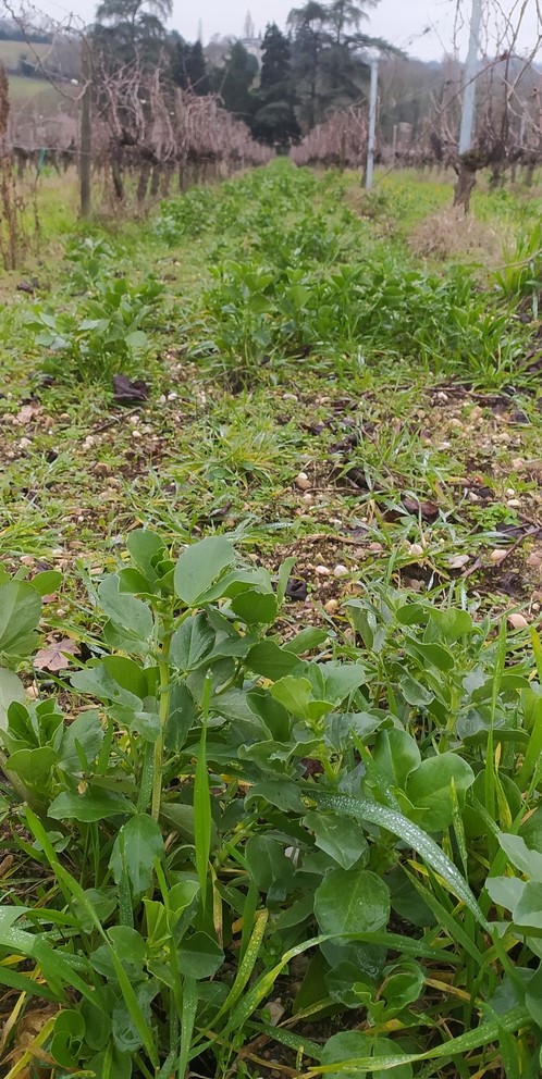 Engrais verts dans les vignes