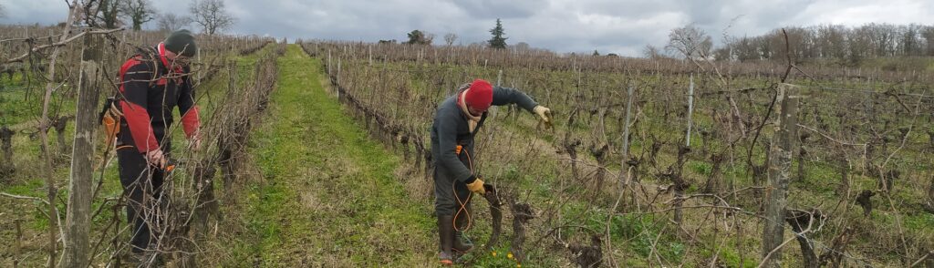 Taille de vigne