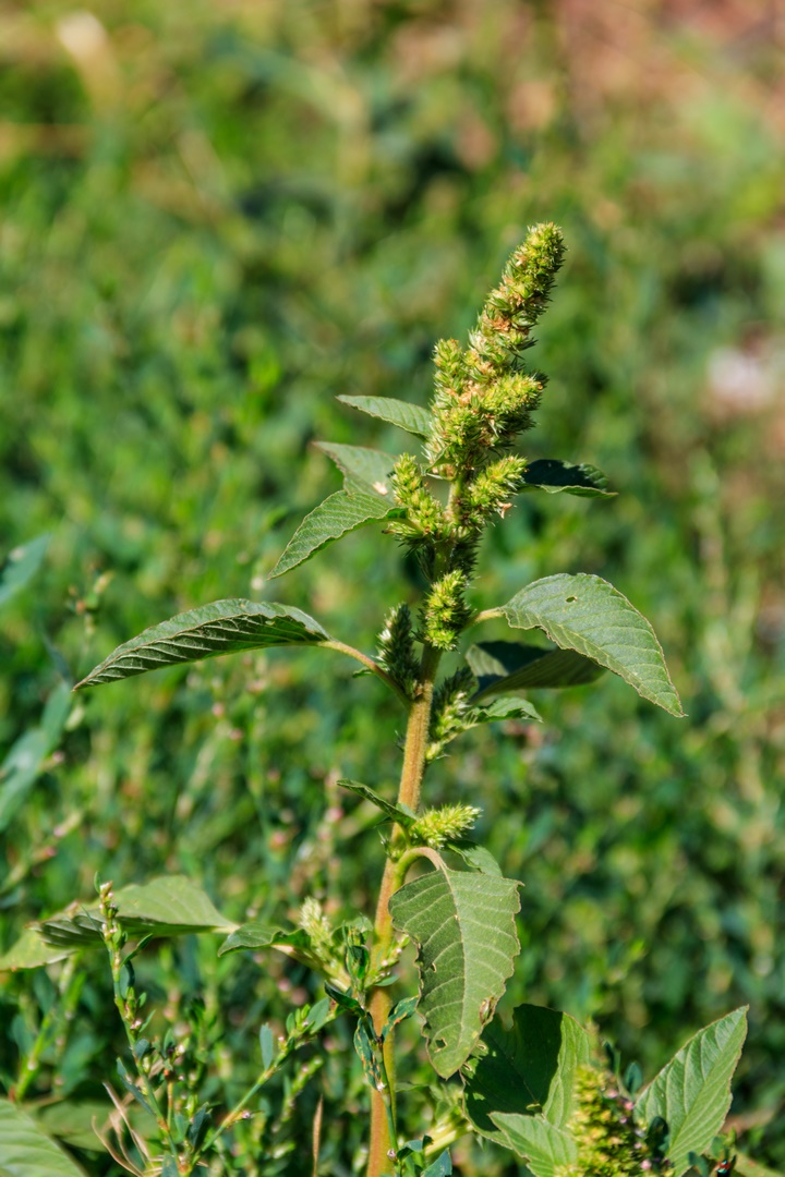 Amarante réfléchie - Plante bio indicatrice