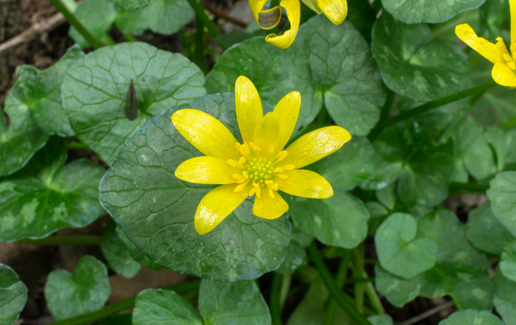 Ficaire fausse renoncule - plante bio indicatrice