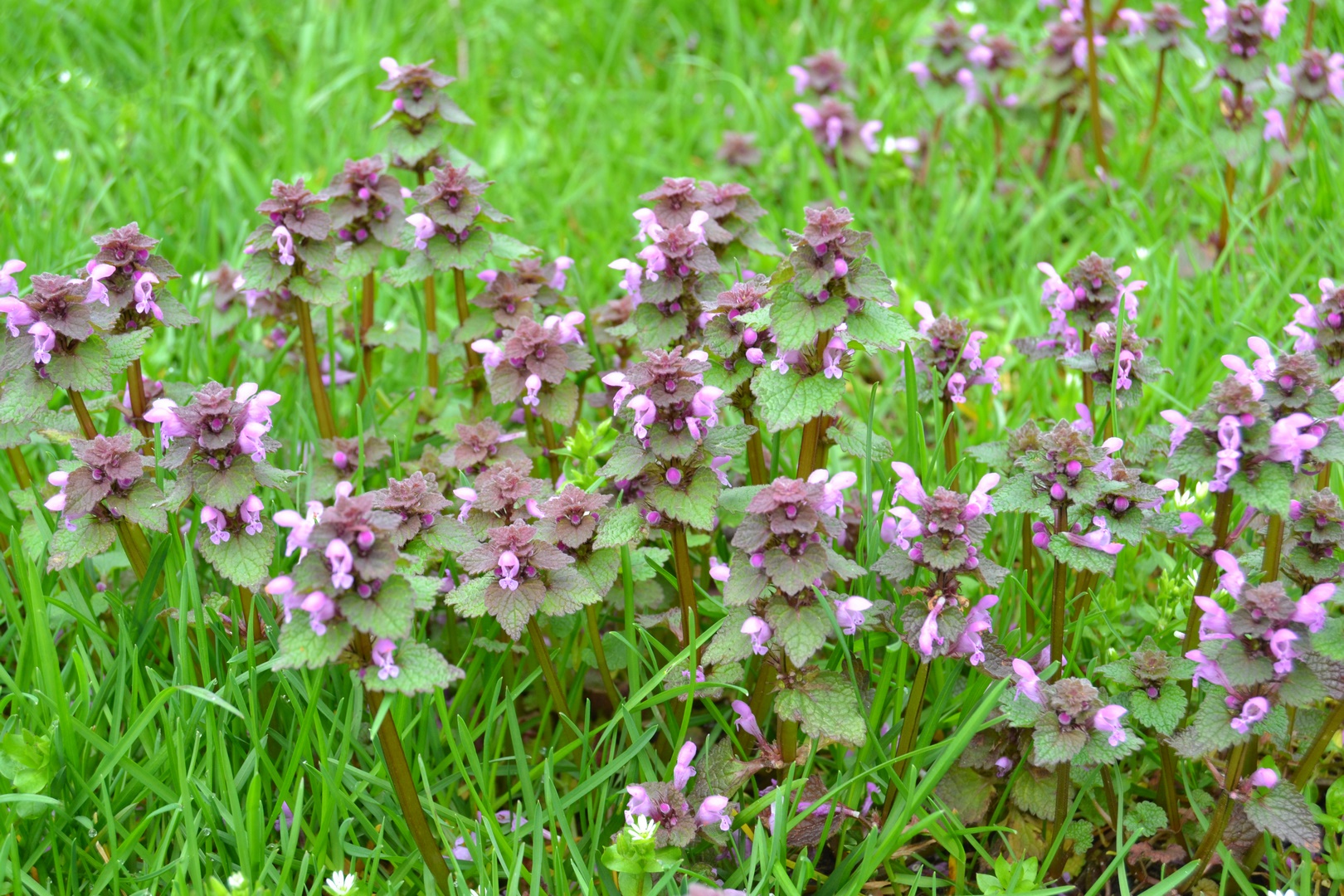 Lamier pourpre - plante bio indicatrice