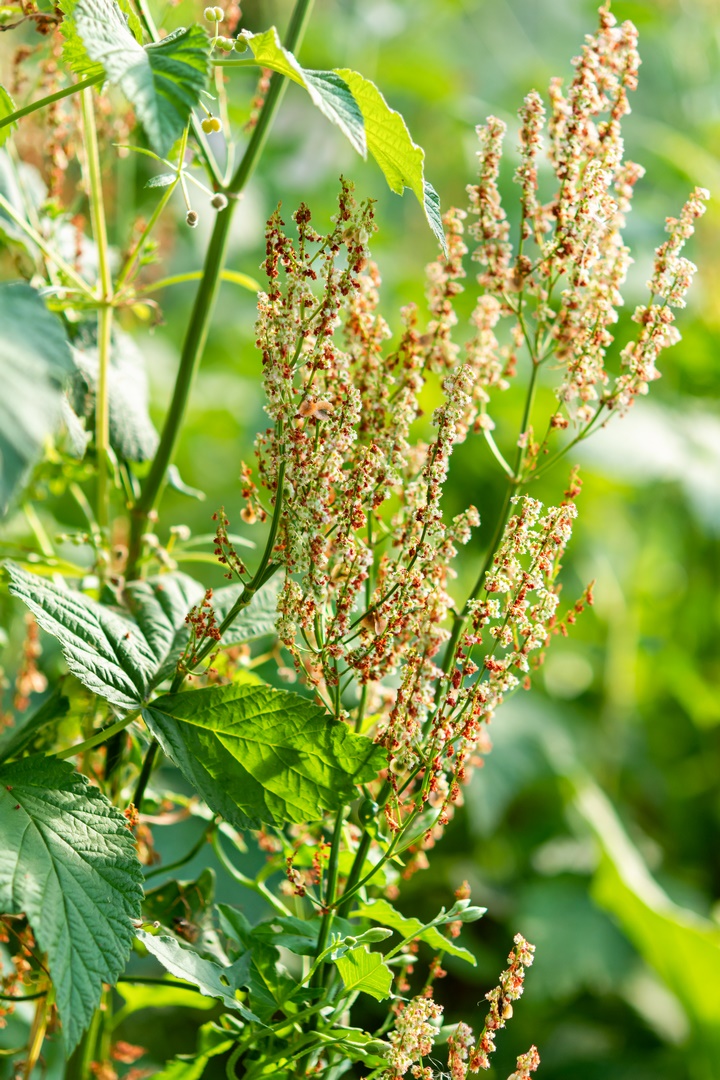 Rumex - plante bio indicatrice