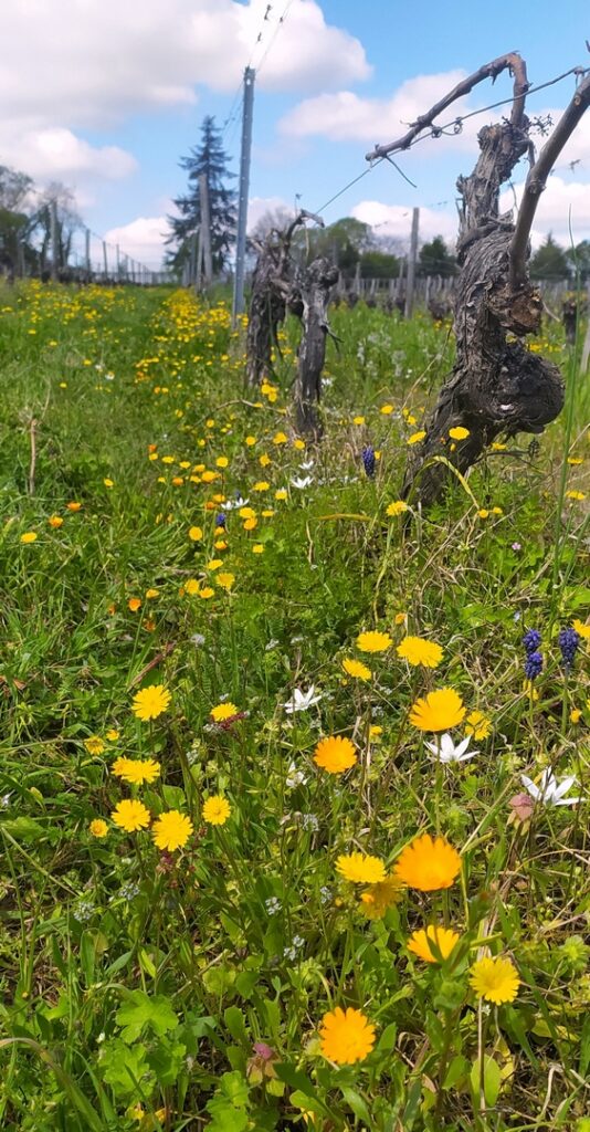 Plantes bio indicatrices dans les vignes du Château le Parvis