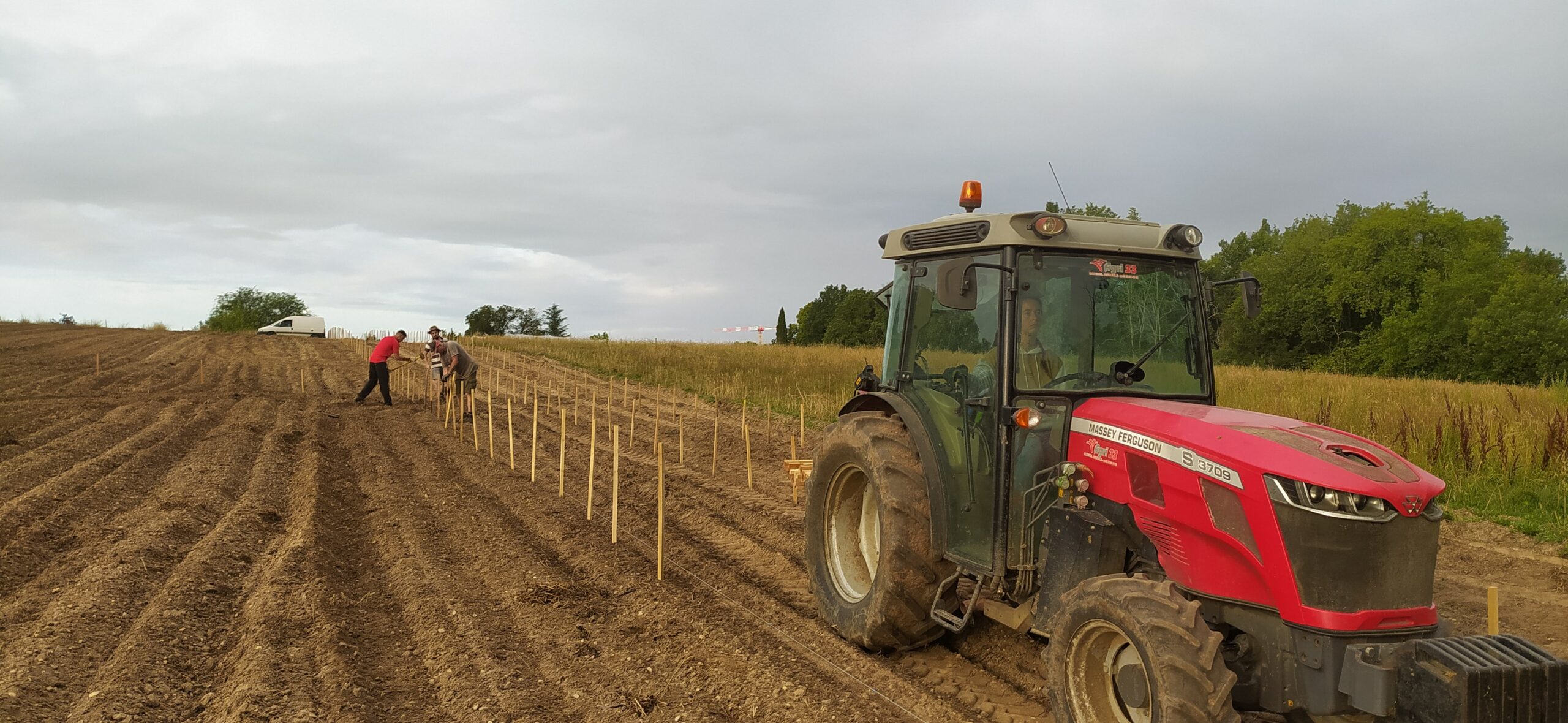 Plantation de raisin de table