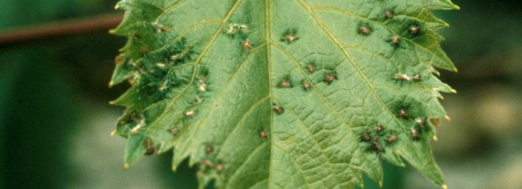 Photo : dégats de phylloxera sur une feuille de vigne. 