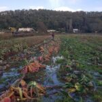 Récolte des choux à Quinsac, automne 2023