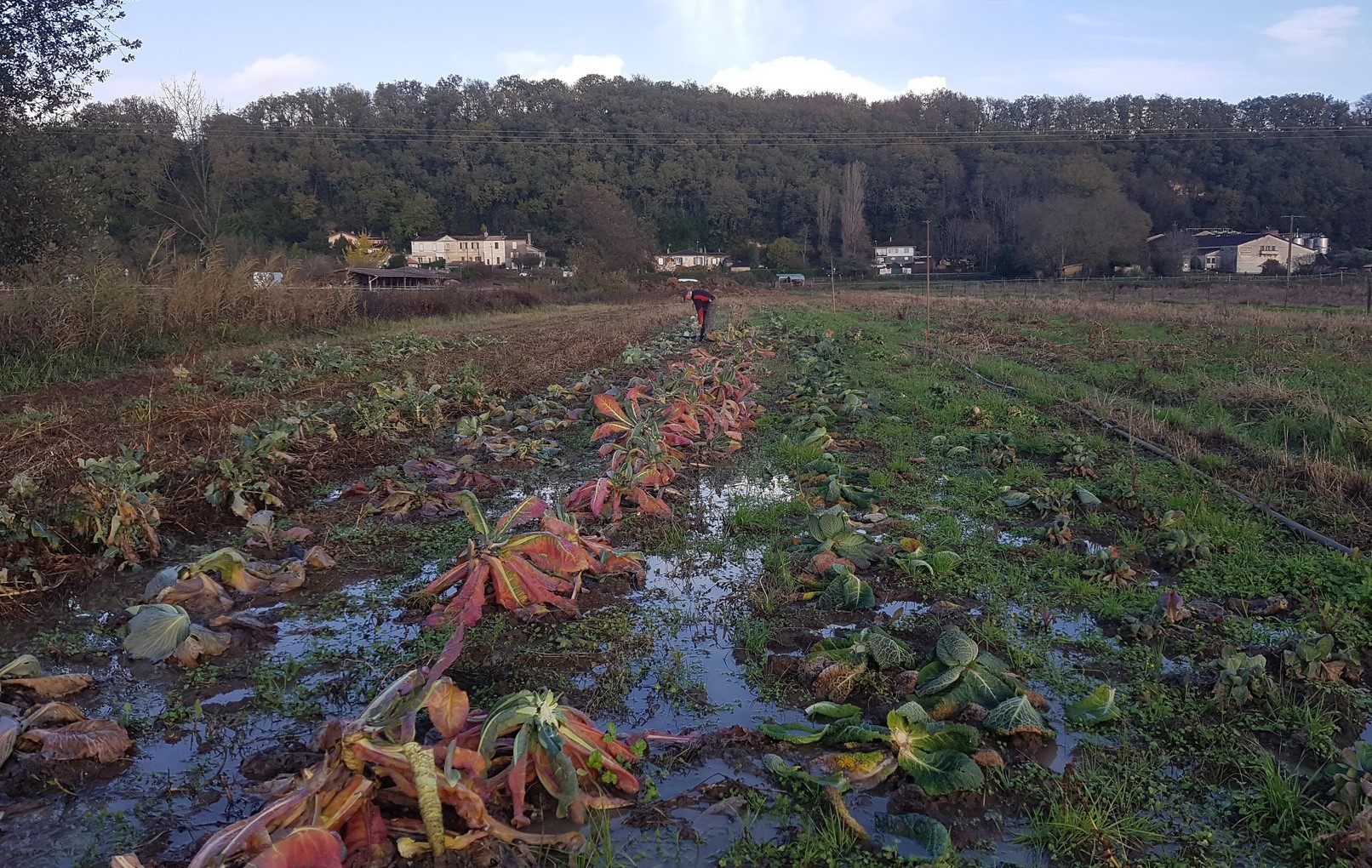 Récolte des choux à Quinsac, automne 2023