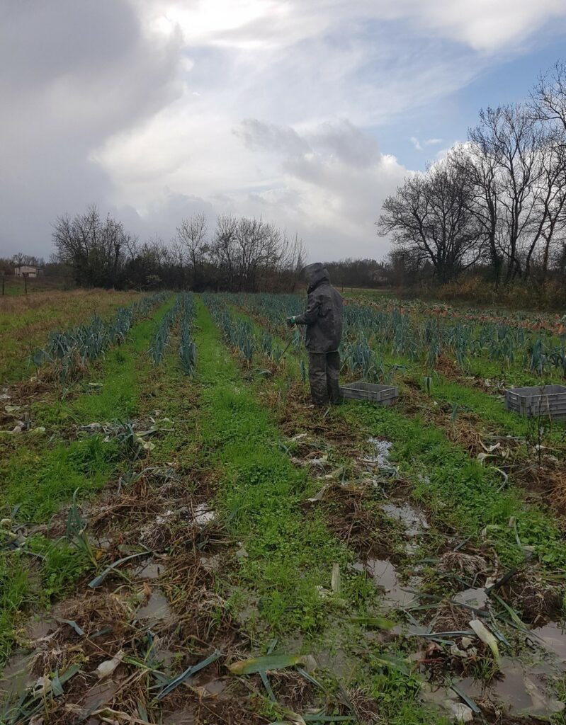 Récolte des poireaux à Quinsac, automne 2023