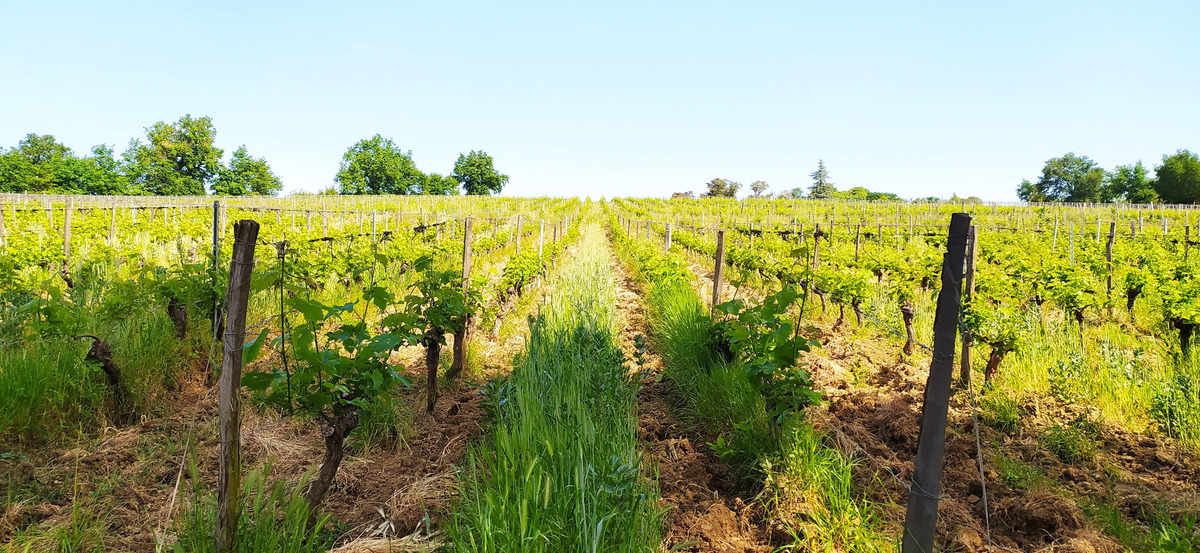 Les 4 saisons du vigneron