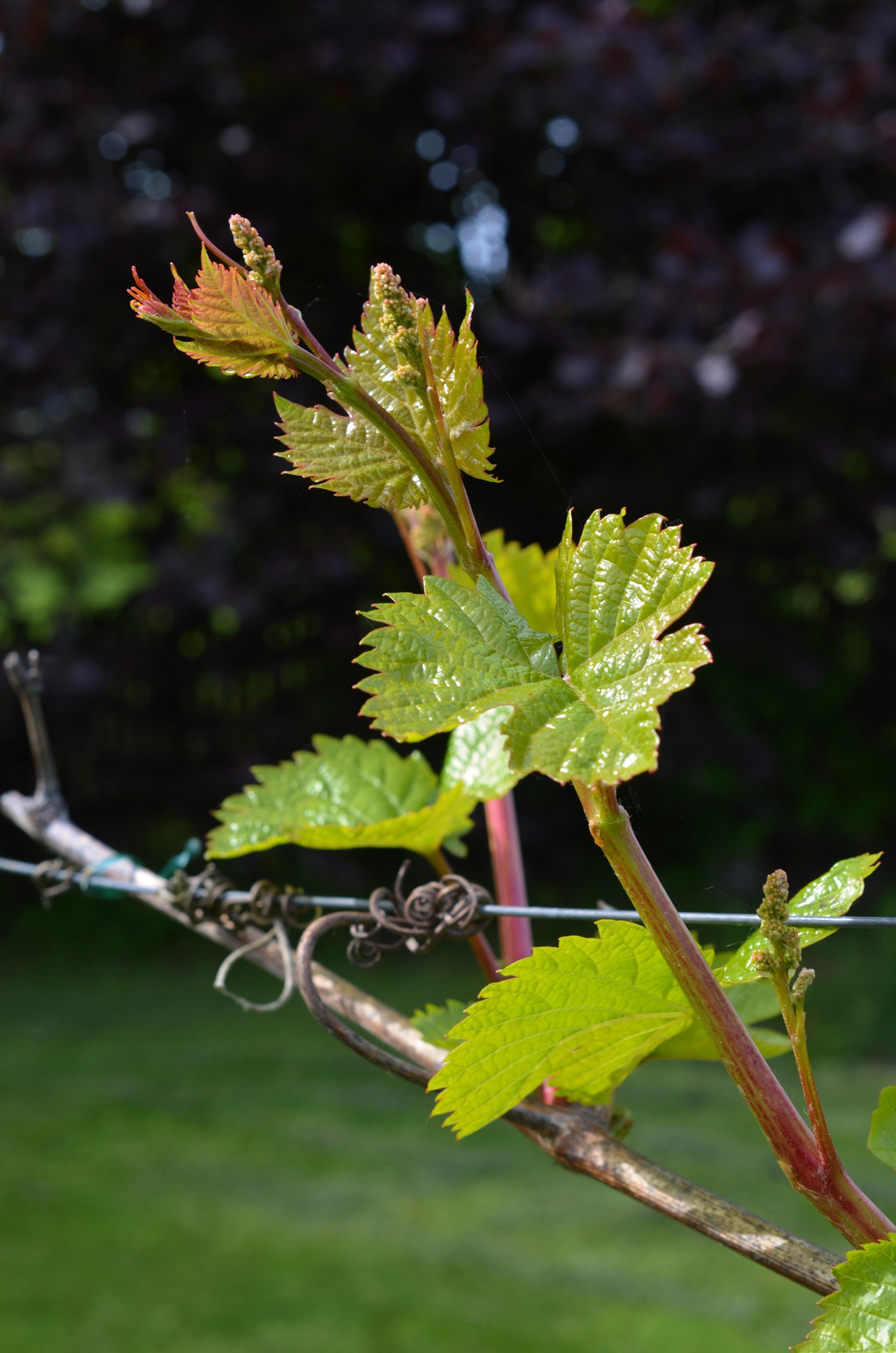 Les 4 saisons du vigneron