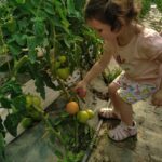 Récolte de nos tomates bio sous serre en pleine terre