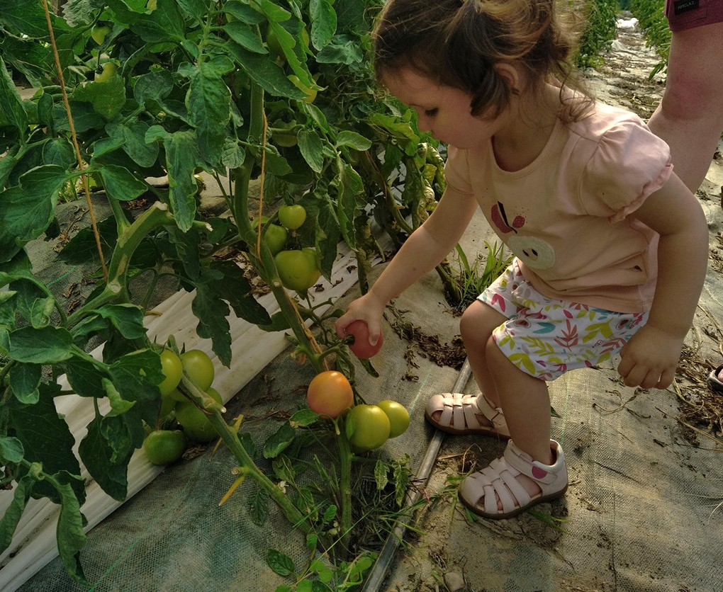 Récolte de nos tomates bio sous serre en pleine terre