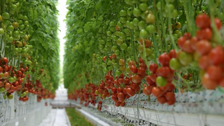 Serre Tomate Hors Sol Industrielles - Crédit Photo : La Voix du Nord