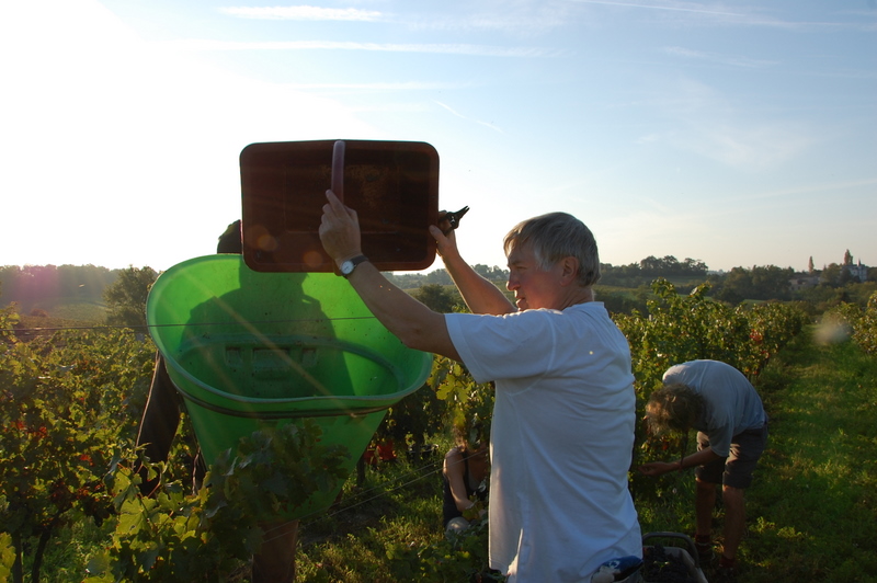 Les 4 saisons du vigneron : le Parvis a 50 ans !