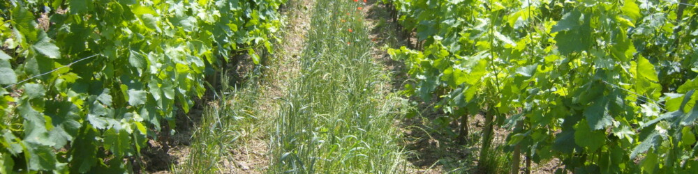 Rangs de vignes bio du Château le Parvis de Dom Tapiau