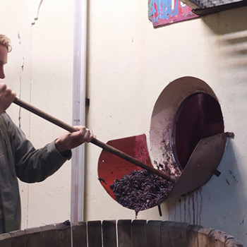 Etape n°1 : récupération du raisin dans la cuve - un "volontaire" rentre dans la cuve pour y sortir le raisin au fond de la cuve Récupération du raisin dans la cuve