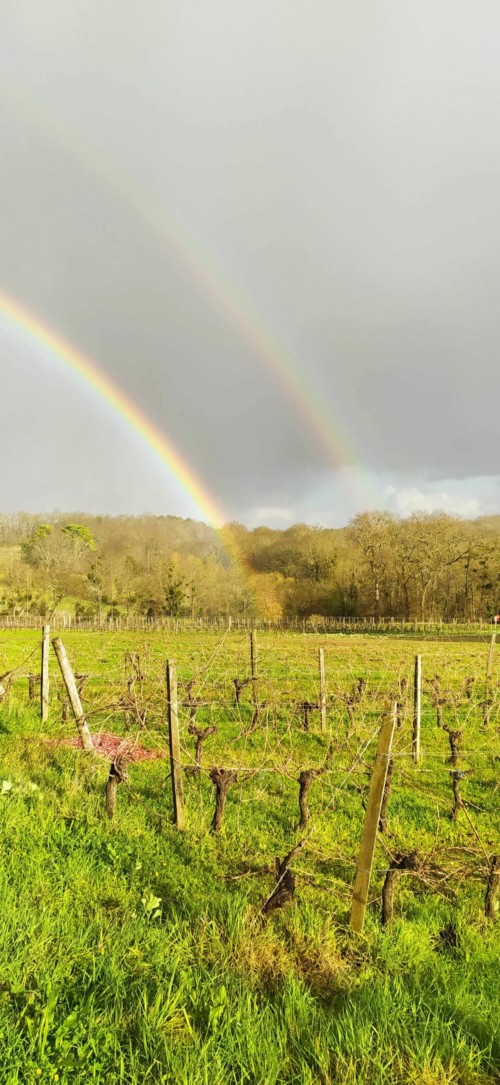 Arcs en Ciel dans les vignes