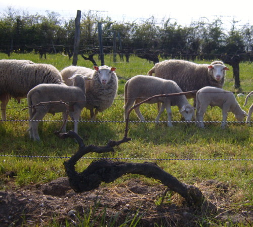 Brebis et agneaux dans les vignes